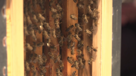 Innowacyjne technologie pomogą uratować pszczoły. Będą monitorować ule i stan zdrowia owadów, zapobiegną też kradzieżom i usprawnią hodowle News powiązane z nowe technologie w rolnictwie i hodowli