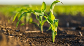 Biostymulacja kukurydzy. Nawożenie dolistne w fazie rozwoju liści