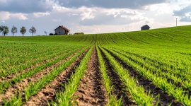 Jesienna oferta dotowanych ubezpieczeń upraw rolnych w PZU