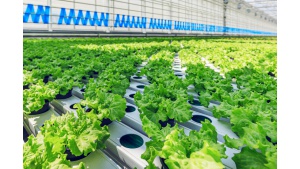 Smart Vegetables Innovations inwestuje w innowacje i edukację