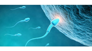 Nowe badania biologiczne skupione na męskiej płodności