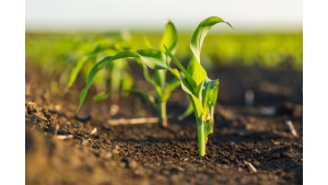 Biostymulacja kukurydzy. Nawożenie dolistne w fazie rozwoju liści